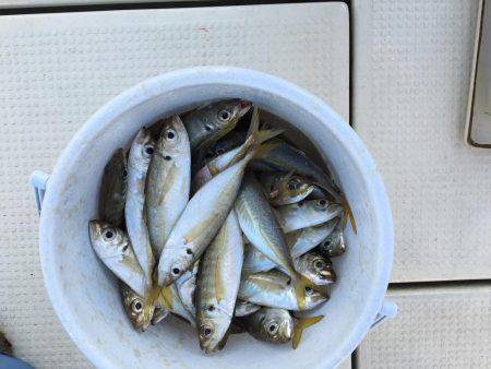 鯛、ハマチ、鯵