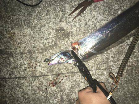 タッチーおるかなぁ