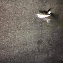 上司初アジング