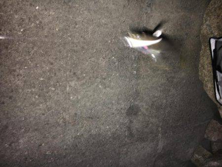 上司初アジング