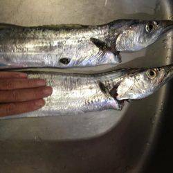 メータータチ二本