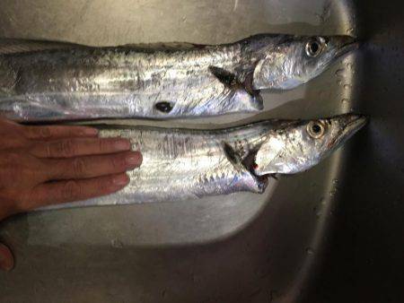 メータータチ二本