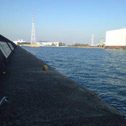 加古川タチウオ調査