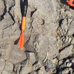 カゴ釣り in 今子浦