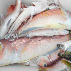 こうゆう丸 釣果