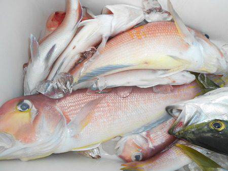 こうゆう丸 釣果