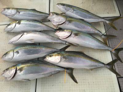 ミタチ丸 釣果