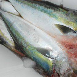 こうゆう丸 釣果