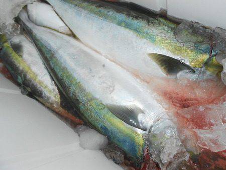 こうゆう丸 釣果