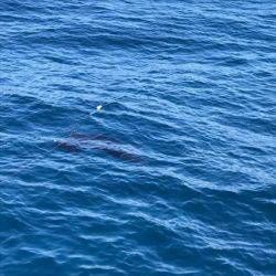 へいみつ丸 釣果