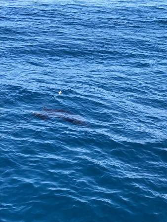 へいみつ丸 釣果