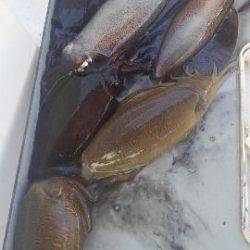 東京湾探釣隊ぼっち 釣果