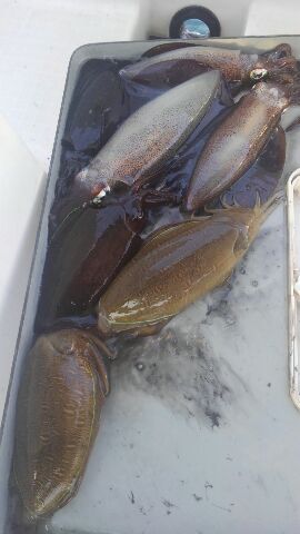 東京湾探釣隊ぼっち 釣果