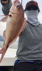 YELLOW-TAIL　イエローテール 釣果