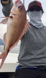 YELLOW-TAIL　イエローテール 釣果