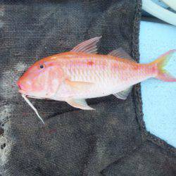 オーシャンパイオニア 釣果