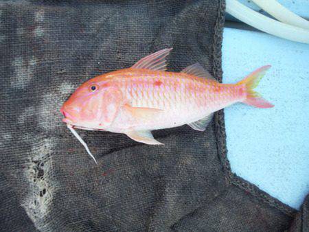 オーシャンパイオニア 釣果