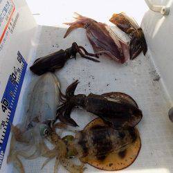 フィッシングボート空風(そらかぜ) 釣果