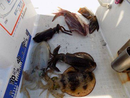 フィッシングボート空風（そらかぜ） 釣果