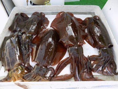 フィッシングボート空風(そらかぜ) 釣果