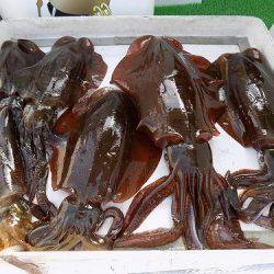 フィッシングボート空風(そらかぜ) 釣果