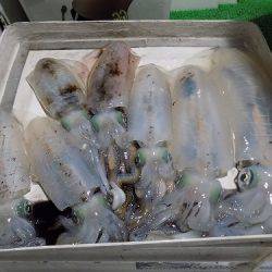 フィッシングボート空風(そらかぜ) 釣果