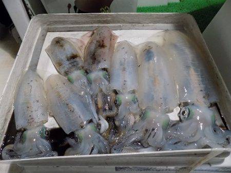 フィッシングボート空風(そらかぜ) 釣果