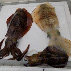 フィッシングボート空風(そらかぜ) 釣果