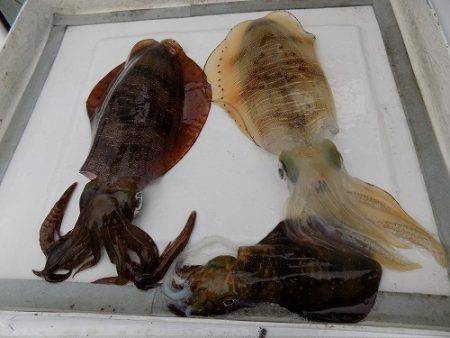 フィッシングボート空風(そらかぜ) 釣果