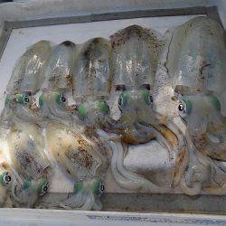 フィッシングボート空風(そらかぜ) 釣果