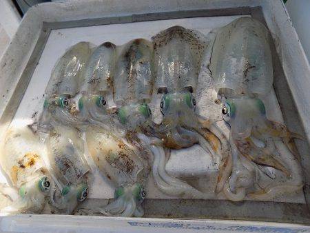 フィッシングボート空風(そらかぜ) 釣果