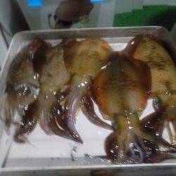 フィッシングボート空風(そらかぜ) 釣果