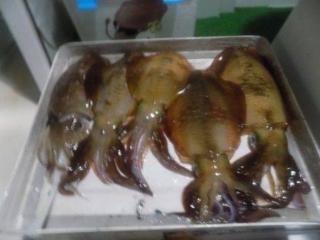 フィッシングボート空風(そらかぜ) 釣果