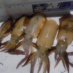 フィッシングボート空風(そらかぜ) 釣果