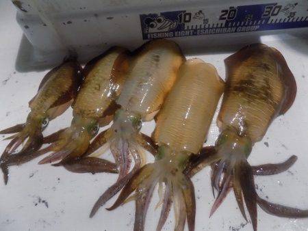 フィッシングボート空風(そらかぜ) 釣果