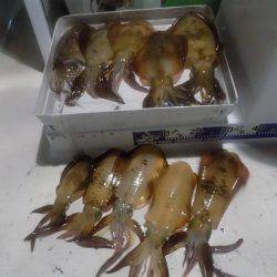 フィッシングボート空風(そらかぜ) 釣果