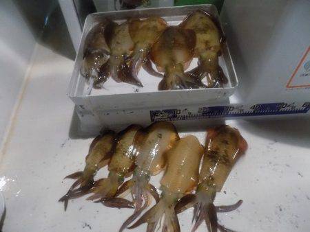 フィッシングボート空風(そらかぜ) 釣果