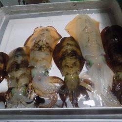 フィッシングボート空風(そらかぜ) 釣果