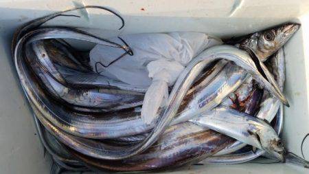 暁〜akatsuki〜 釣果