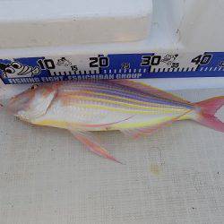 フィッシングボート空風(そらかぜ) 釣果