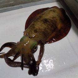 フィッシングボート空風(そらかぜ) 釣果