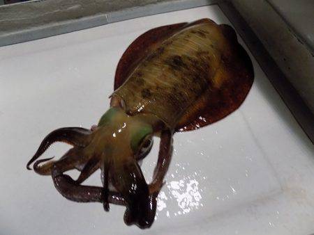 フィッシングボート空風(そらかぜ) 釣果