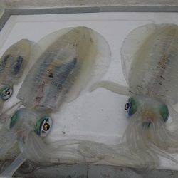 フィッシングボート空風(そらかぜ) 釣果