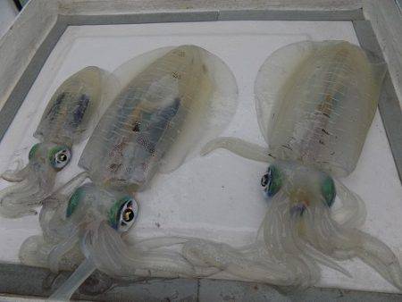 フィッシングボート空風(そらかぜ) 釣果