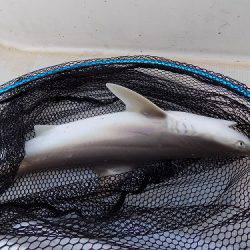 フィッシングボート空風(そらかぜ) 釣果