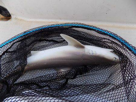 フィッシングボート空風(そらかぜ) 釣果