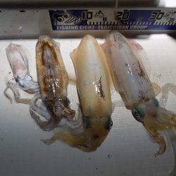 フィッシングボート空風（そらかぜ） 釣果