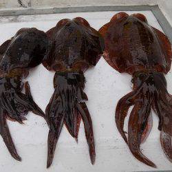 フィッシングボート空風(そらかぜ) 釣果