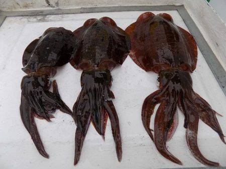 フィッシングボート空風(そらかぜ) 釣果