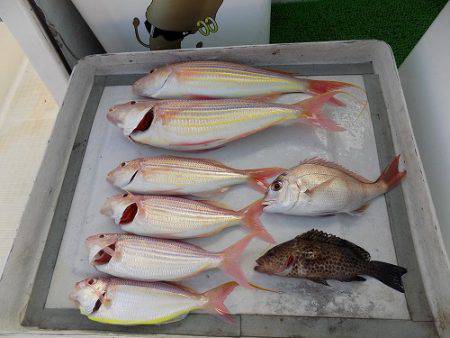 フィッシングボート空風（そらかぜ） 釣果